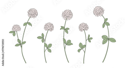 A collection of delicate white clover flowers with green leaves on a white background.