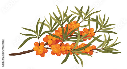 Illustration of a branch laden with bright orange sea buckthorn berries and green leaves.