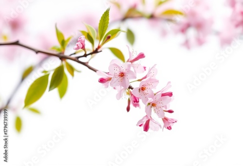 Delicate pink cherry blossom branch isolated on pure white background, art, white background