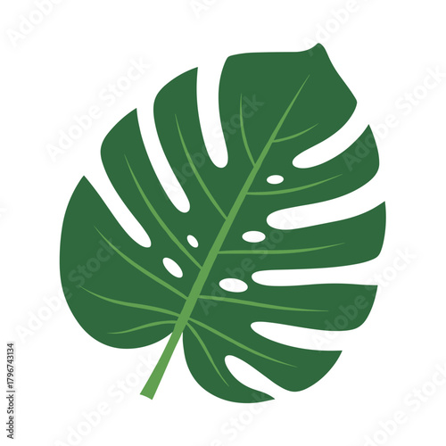 A detailed illustration of a vibrant green monstera leaf showing its distinctive fenestrations and leaf structure.