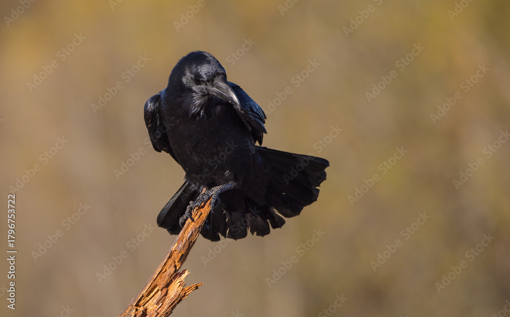 Fototapeta premium Common Raven - in autumn at a wetland