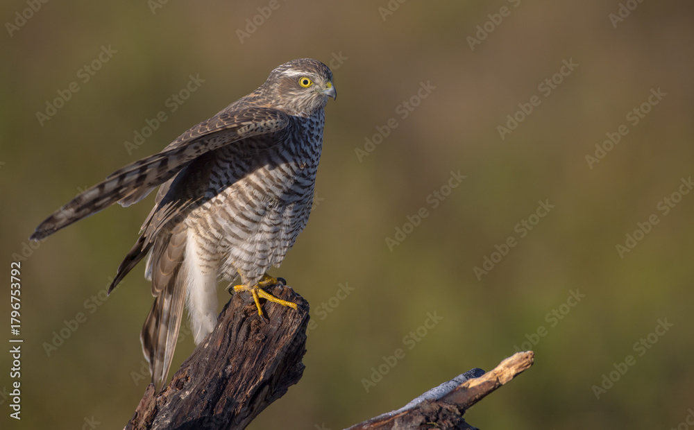 Fototapeta premium Eurasian Sparrowhawk - young male at the wet forest in autumn
