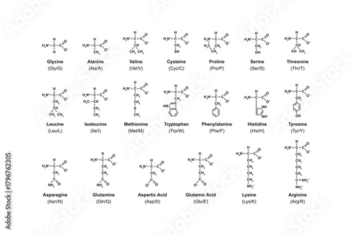 Amino Acid Types Science Design. Vector Illustration.