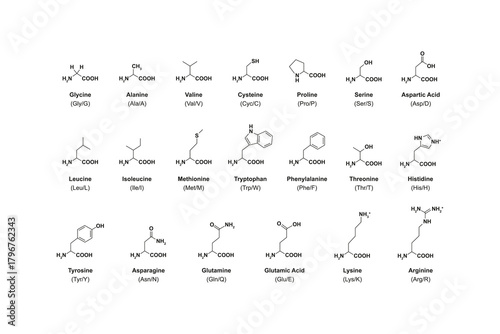 Amino Acid Types Science Design. Vector Illustration.