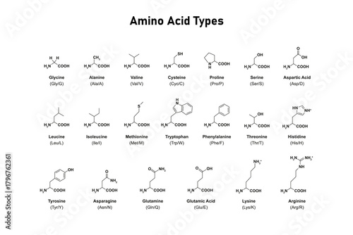Amino Acid Types Science Design. Vector Illustration.