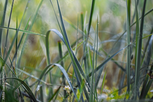 Fototapeta Naklejka Na Ścianę i Meble -  Green grass on dunes at Baltic sea coast.