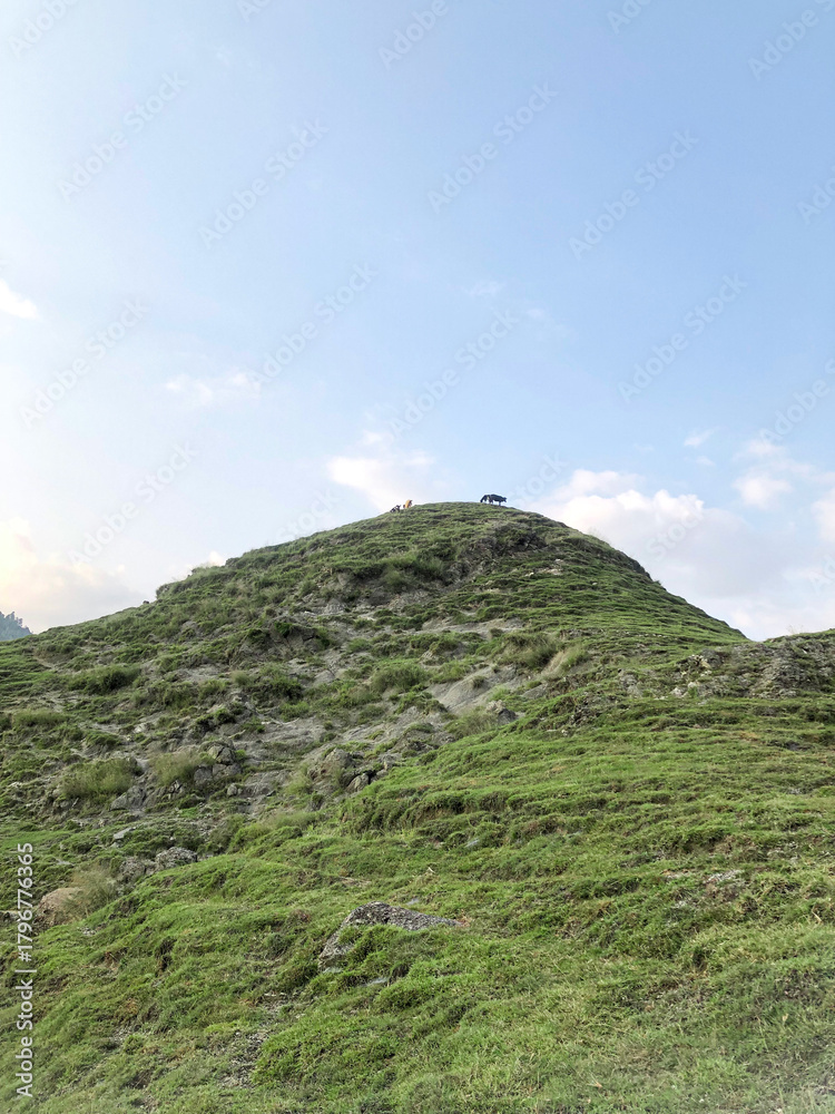 Naklejka premium Cow standing on mountain top in green hilly landscape, minimal nature scene&nbsp;with&nbsp;blue&nbsp;sky, Pakistani Catbells