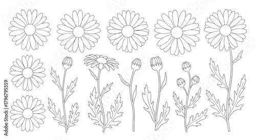 Botanical illustration of chamomile flowers and buds in various stages of bloom, presented as a detailed line art collection for design projects.