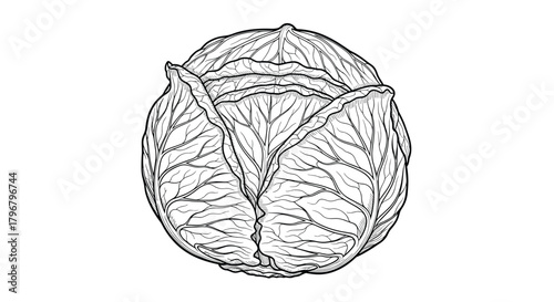 Detailed black and white illustration of a Savoy cabbage, showcasing its textured leaves and rounded form, perfect for botanical studies or culinary art.