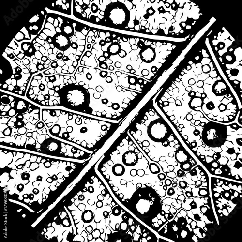 Abstract Black and White Water Droplets Pattern.