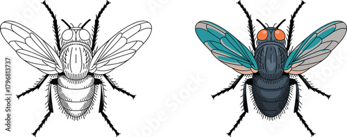 Detailed fly illustration, insect anatomy artwork, biological drawing comparison, colored and outline versions, high-resolution entomology graphic, scientific insect study image