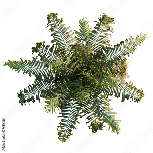 Howea forsteriana tree plan, top view, cutout, transparent background, isolate, Lush green fern plant overhead view for botanical designs and templates