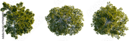 Pinus heldreichii tree plan, top view, cutout, transparent background, isolate, Majestic trees from above offer natural, vibrant landscape design elements