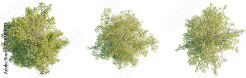 Pinus lambertiana tree plan, top view, cutout, transparent background, isolate, Overhead view showcases lush green tree canopy for landscape design