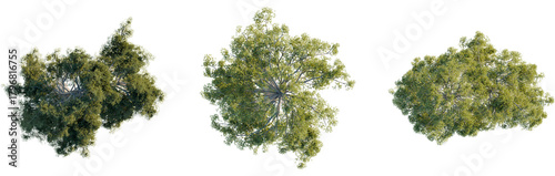 Schilderij op canvas Pinus sylvestris tree plan, top view, cutout, transparent background, isolate, A