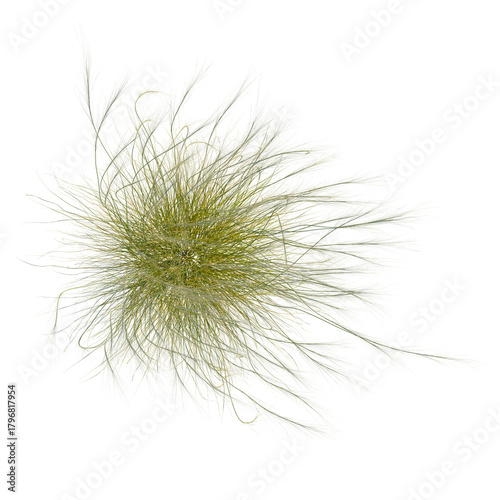 Stipa capillata tree plan, top view, cutout, transparent background, isolate, Delicate ornamental grass top view for landscaping and design accents