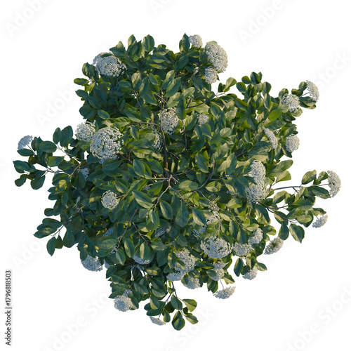 Cuadro en lienzo Viburnum tinus tree plan, top view, cutout, transparent background, isolate, Blo