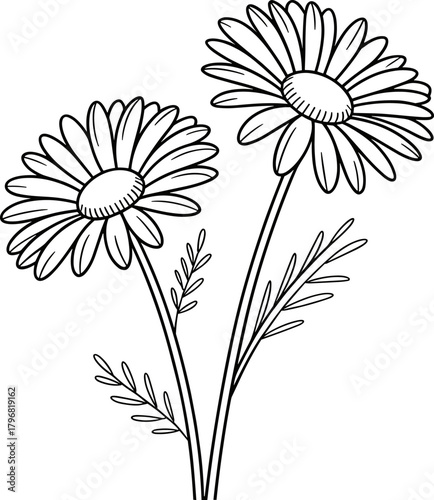 Elegant Daisy Bundle Design Featuring Two Delicate Flowers with Detailed Petals and Slender Stems Evoking Natural Beauty and Garden Charm