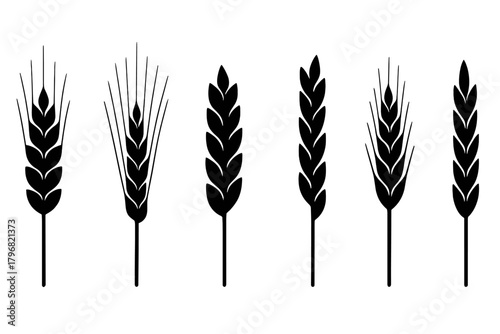 Black and white wheat silhouettes illustrating stalks in various stages of growth on a plain background