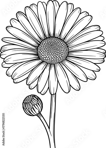 Daisy Flowers Elegant Hand Drawn  Botanical Illustration of a Blooming Daisy Flower with an Unopened Bud and Stem Ideal for Crafting and Design Projects