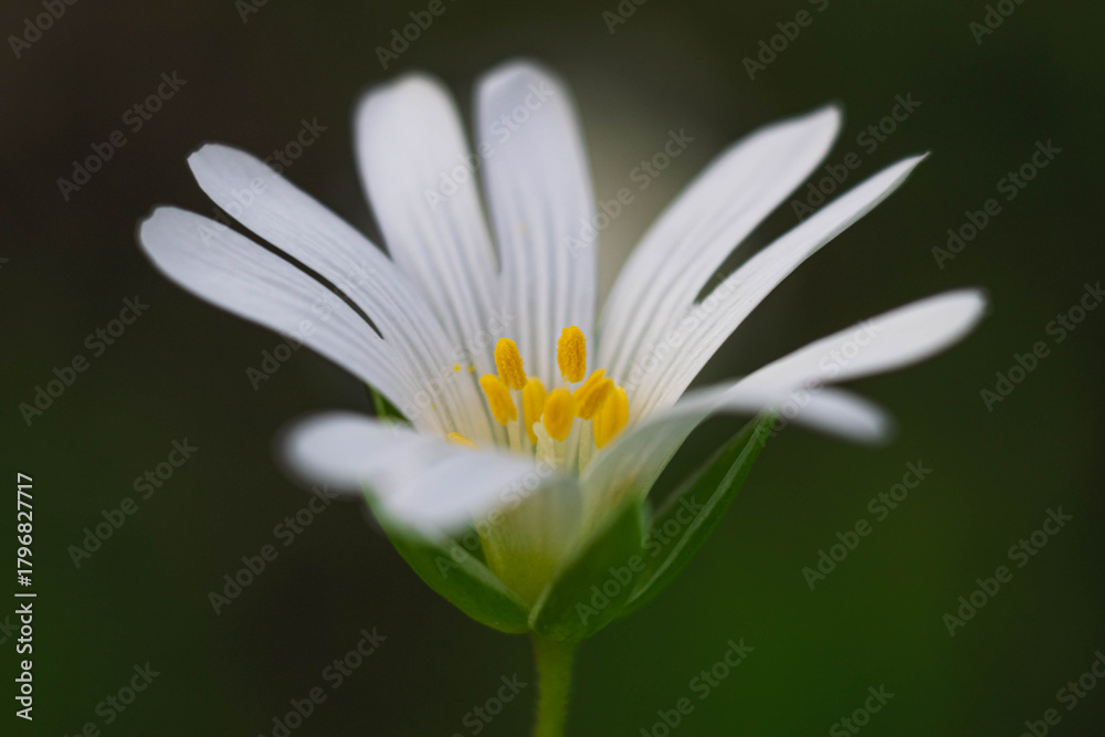 Obraz premium close up of daisy flower