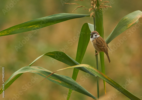 bird on a branch