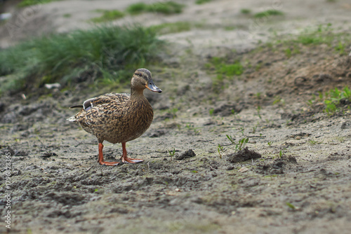 A close-up of a duck