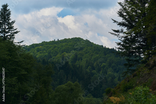 Mountain Forest of Ukraine photo