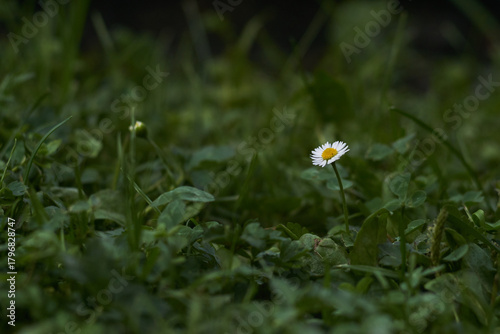 daisy in the grass