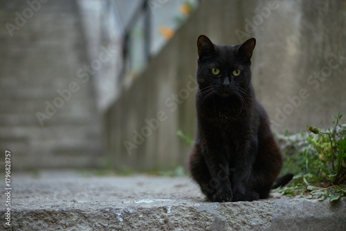Portrait of a cat on a street with blurry background                               