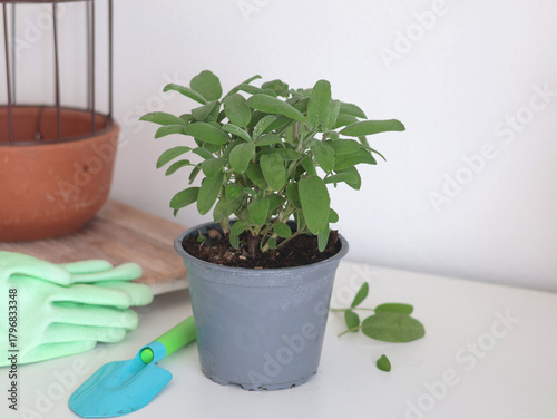 Cuadro en lienzo Sage in pot