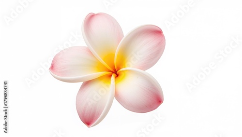 Plumeria Flower on a White Surface, Suitable for Background Layout