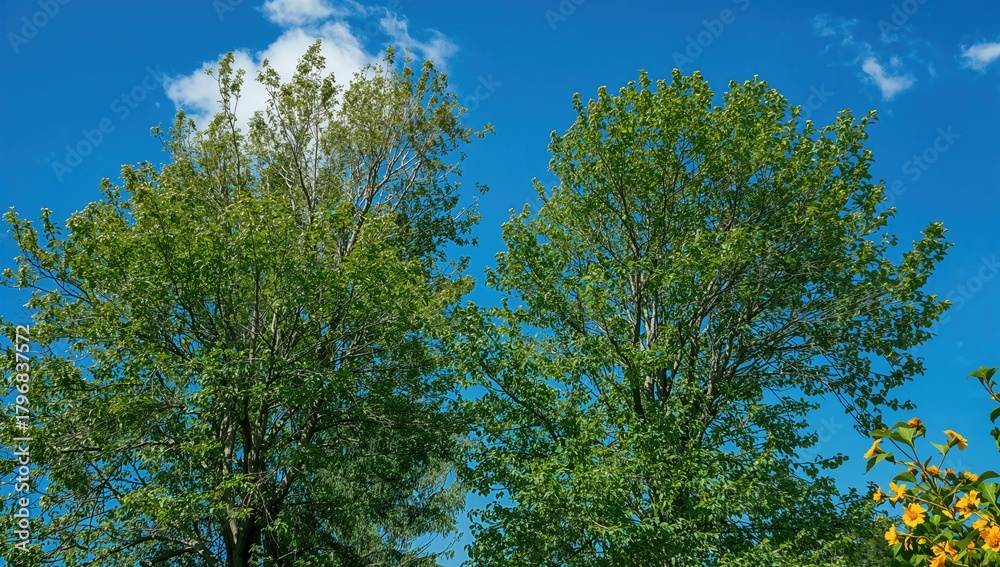 Fototapeta premium Green trees contrasted with the blue sky, seasonal change
