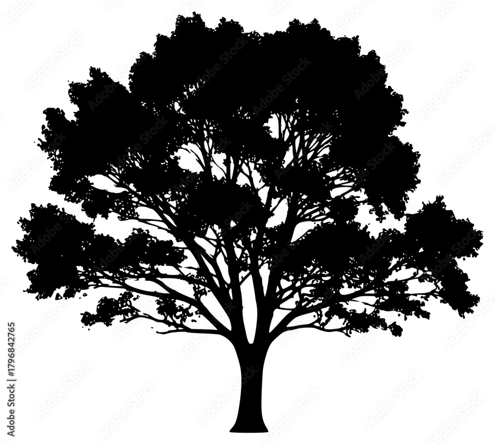 Fototapeta premium A silhouette of a large tree with a , black, illustration, oak tree, profile, tree, against transparent background
