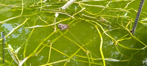 Frogs on a green leaf