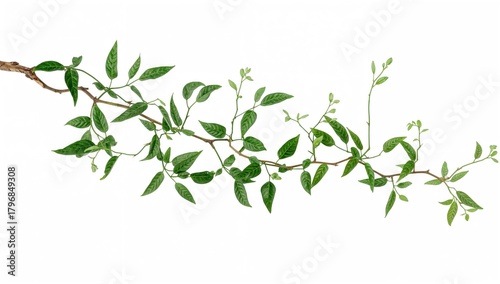 Wallpaper Mural Liana and jungle vines with winding branches and leaves, decorative elements of tropical flora Torontodigital.ca