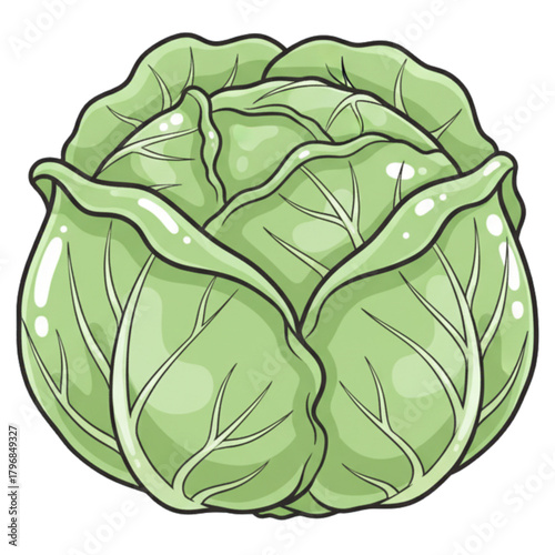 cabbage isolated on white background