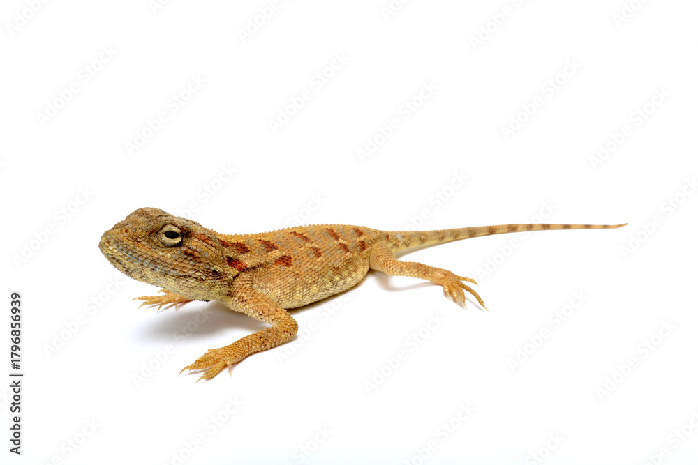 Obraz premium Savigny's agama // Blaukehlagame (Trapelus savignii) 