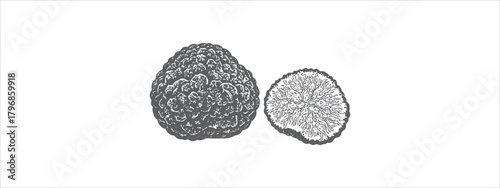 Black Truffle Vector Illustration – Gourmet Fungi Clipart for Culinary, Botanical Luxury Food Design Projects