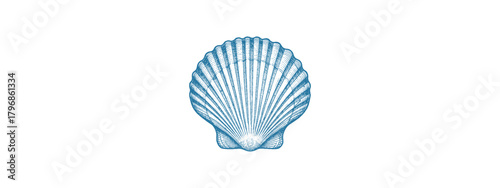 Scallop Vector Illustration – Hand-Drawn Shellfish Clipart for Seafood, Culinary Coastal Design Projects
