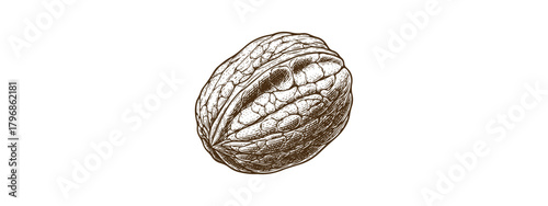 Realistic Walnut Vector Illustration – Nut Clipart for Packaging, Recipes & Autumn Designs