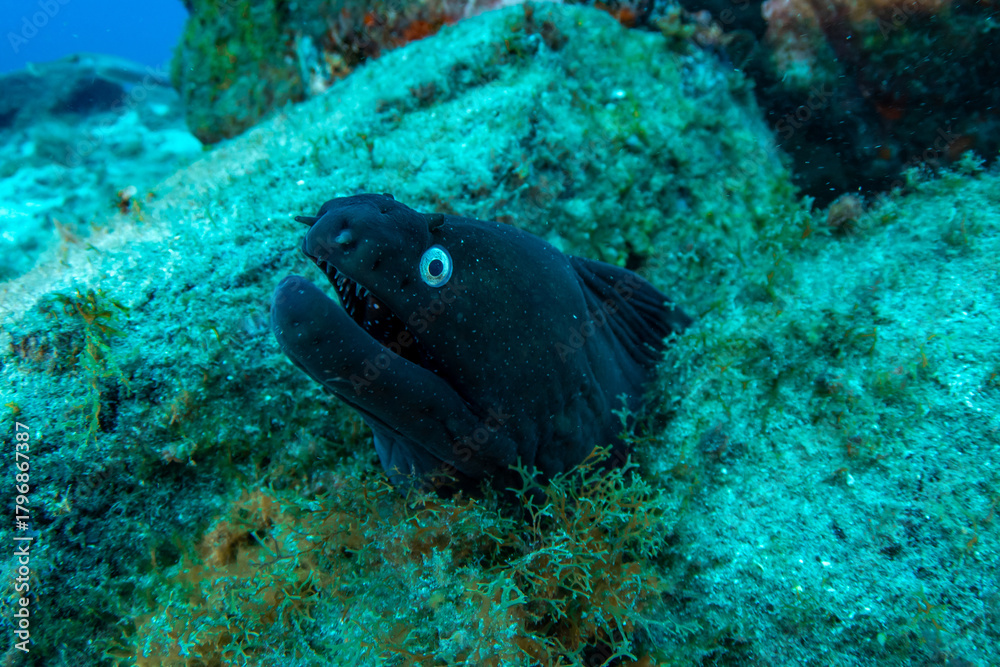 Fototapeta premium Black moray eel (Muraena augusti) Tenerife, Canary Islands
