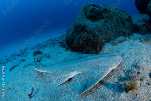 Tableau sur toile Angelshark (Squatina squatina) on the Atlantic seafloor, Tenerife, Canary Island