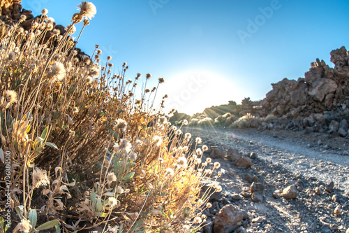 Hiking in deserted landscapes of Teide National Park, Tenerife, Canary Islands