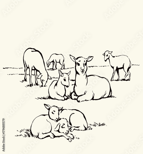 Vector drawing. Small sheeps lay at the field