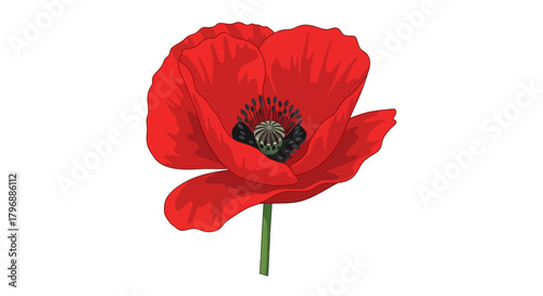 Red poppy flower illustration featuring detailed petals stem and seed pod