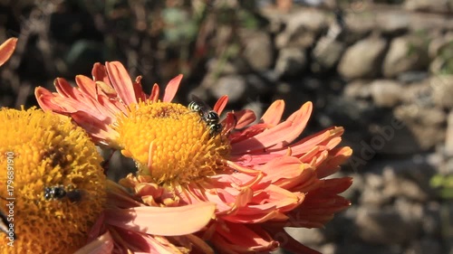 Bee and butterfly extracting pollen and nector from chrysanthemum