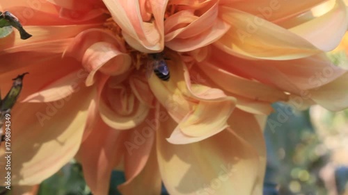 Bee extracting Nector or pollen from Dahlia flower