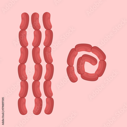 Illustration of Spiral Sausages and Hanging Sausages