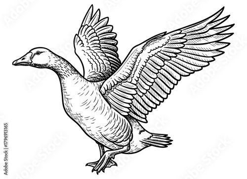 A detailed, hand-drawn illustration of a goose in mid-flight, wings outstretched, captured in a timeless, artistic sketch style with fine lines and hatching for texture and depth